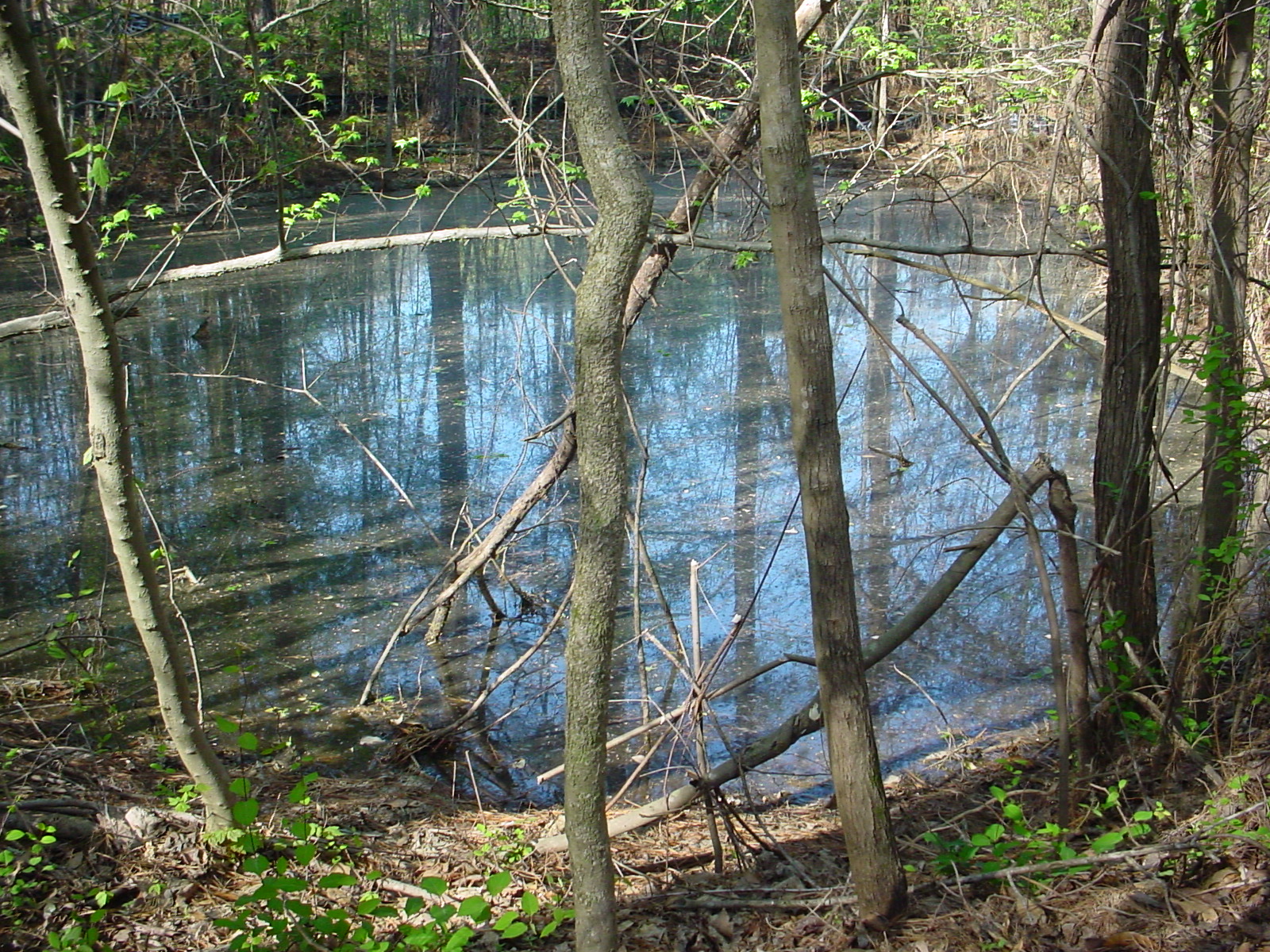 small ephemeral pond