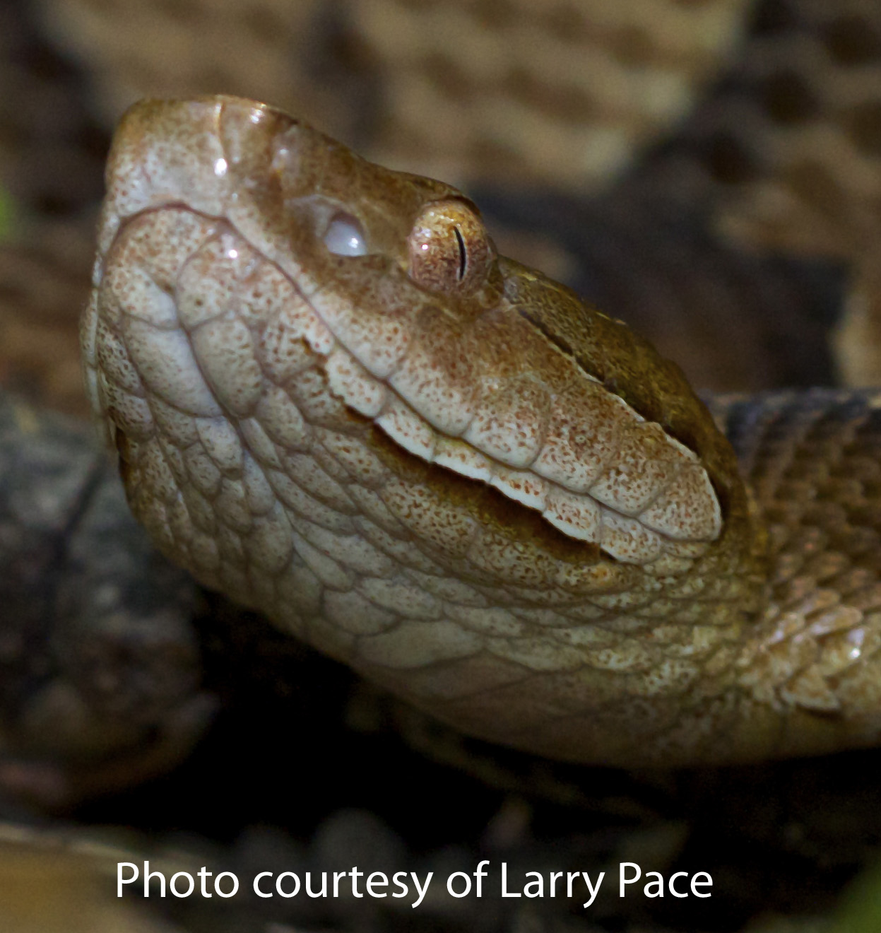 coral snake mouth