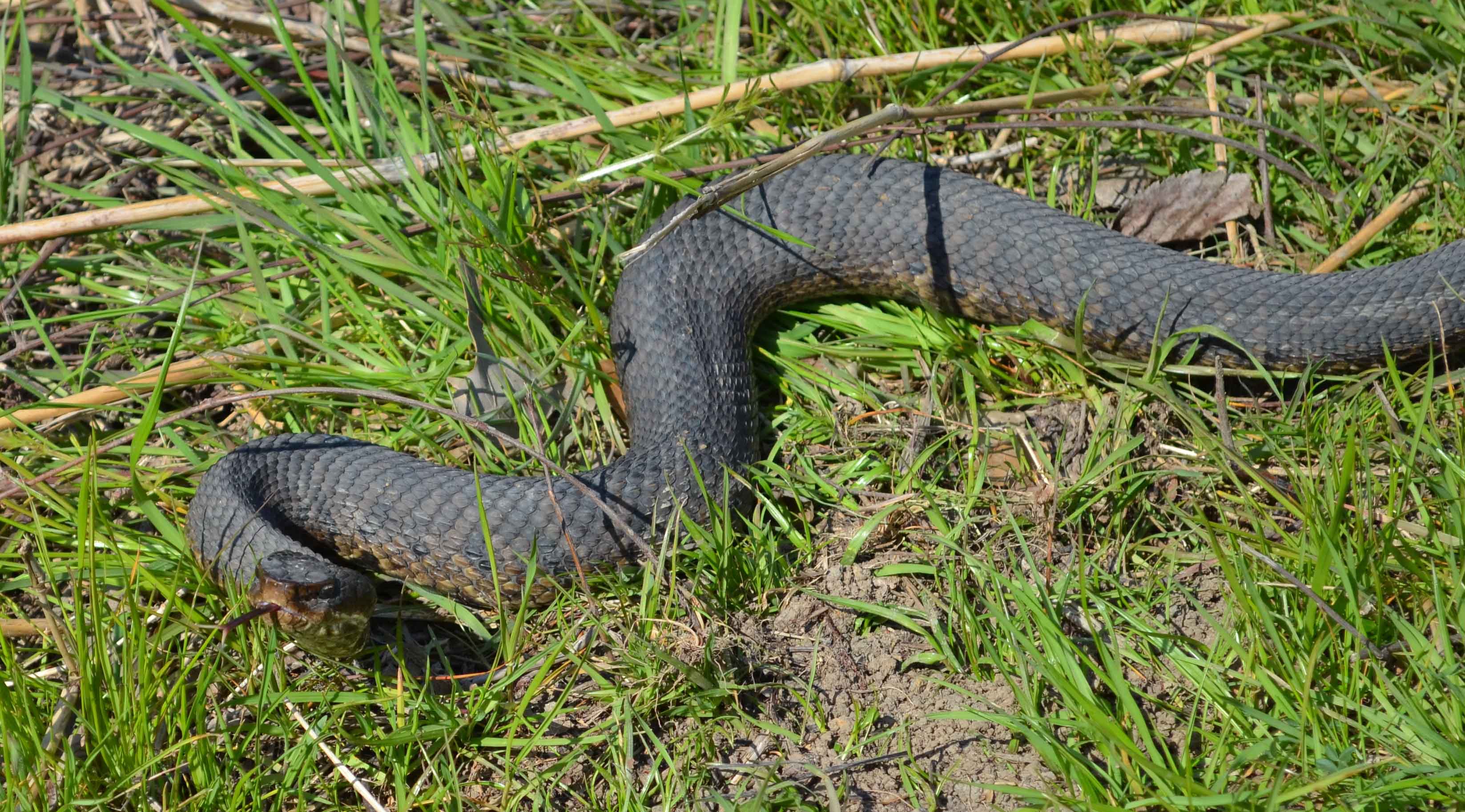 cottonmouth in aggresive posture