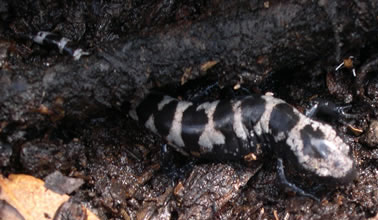 marbled salamander Ambystoma opacum