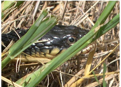 snake with round pupil