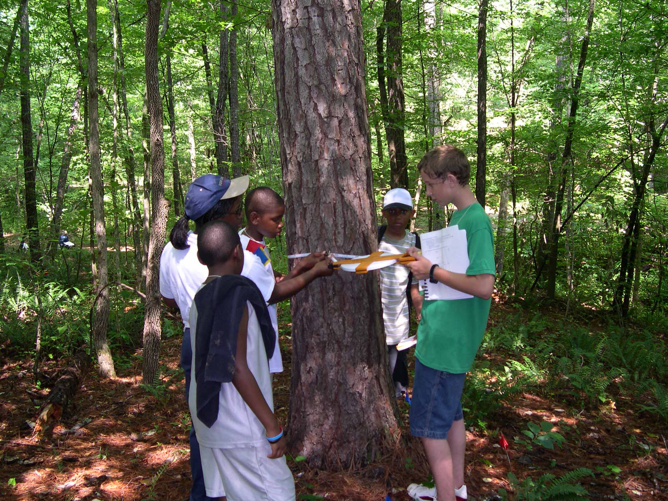 measuring the diameter of a tree